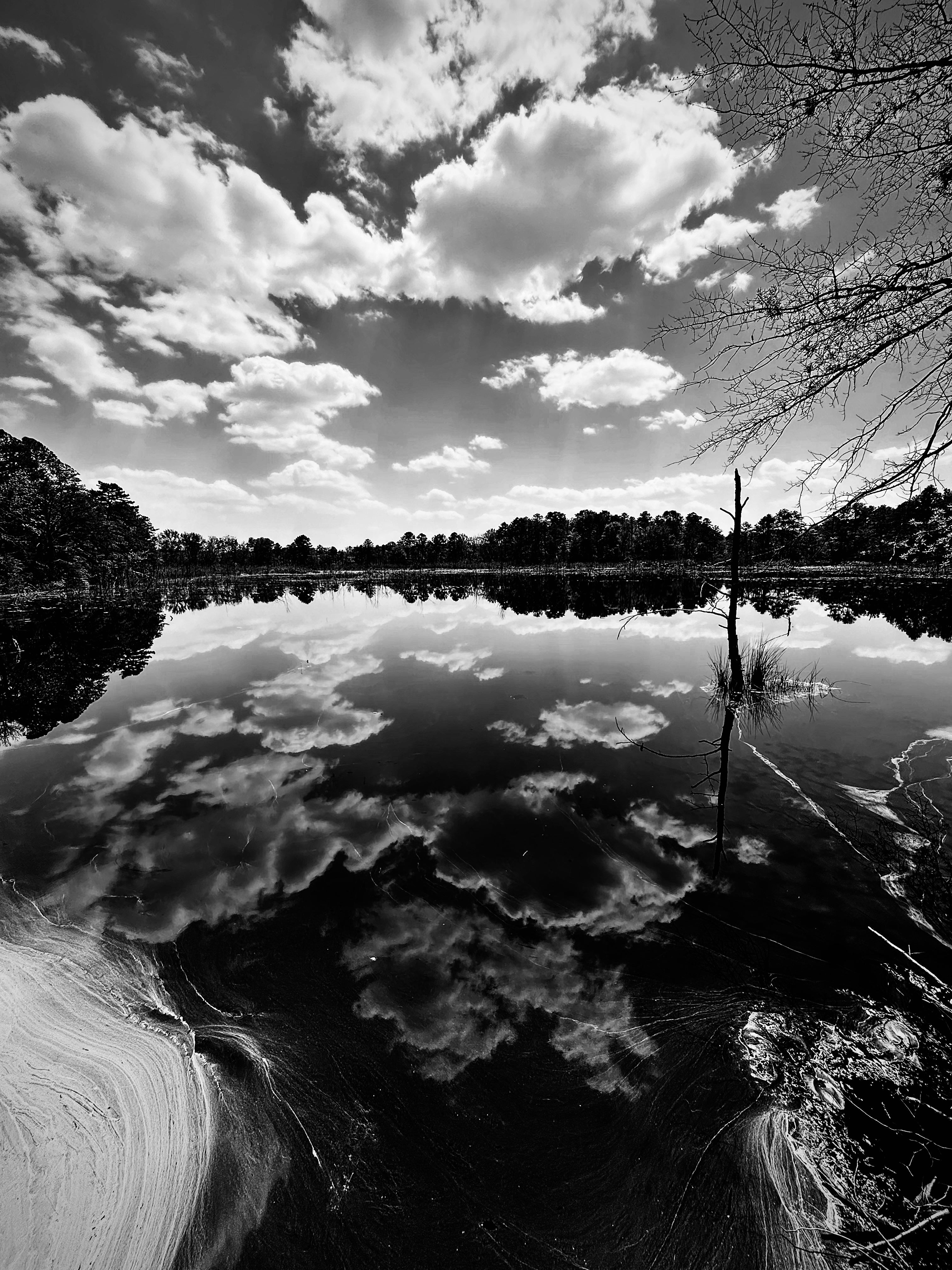 Black and white reflection of clouds and trees in a pond with a tree branch on the edge.